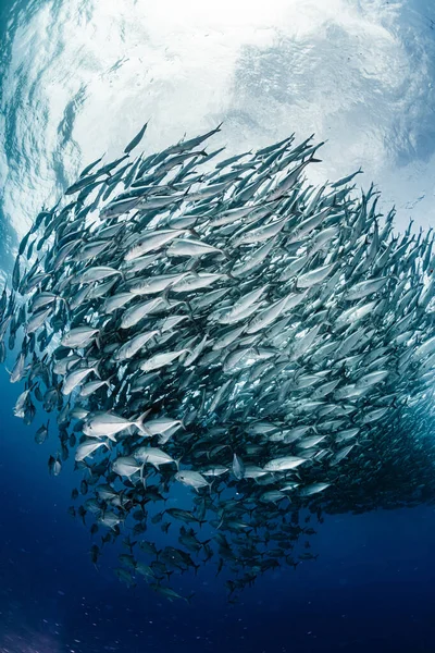 Une École Bigeye Trevally — Photo