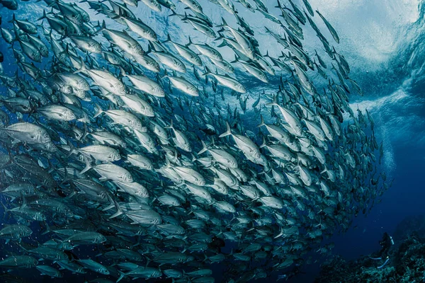 Szkoła Bigeye Trevally — Zdjęcie stockowe