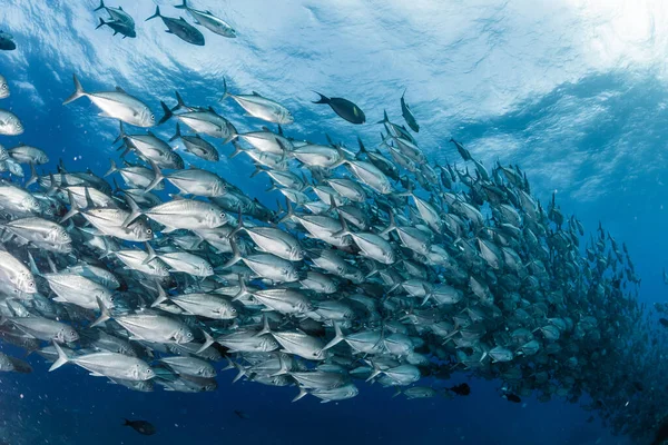 Une École Bigeye Trevally — Photo