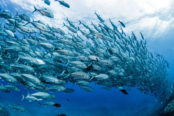 Une École Bigeye Trevally — Photo