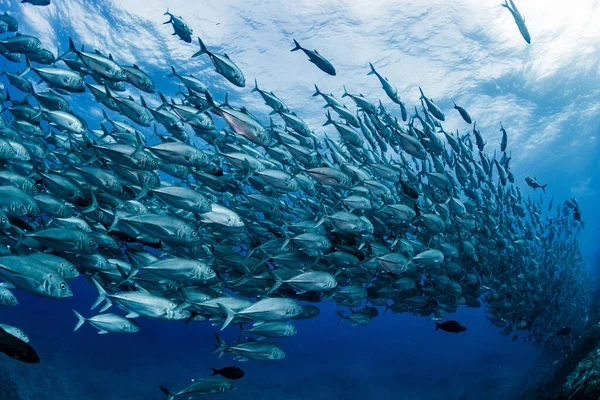 Una Escuela Bigeye Trevally — Foto de Stock