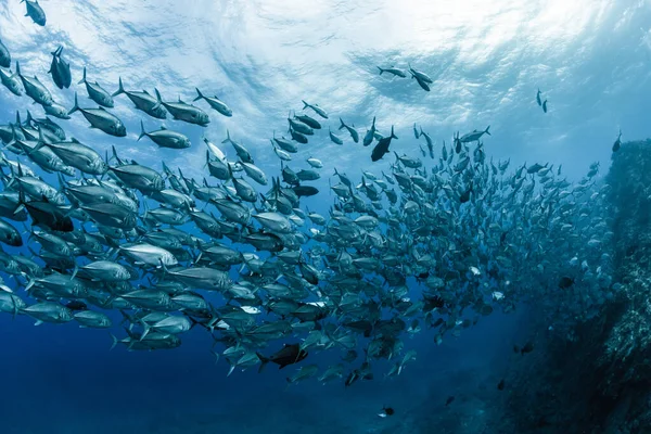 Een School Van Bigeye Trevally — Stockfoto