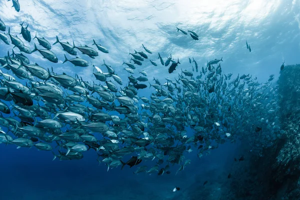 Szkoła Bigeye Trevally — Zdjęcie stockowe