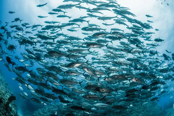 Une École Bigeye Trevally — Photo