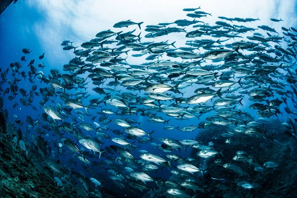 Szkoła Bigeye Trevally — Zdjęcie stockowe