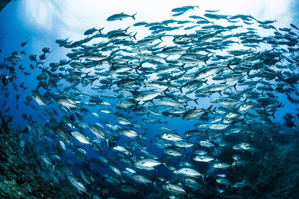 Une École Bigeye Trevally — Photo