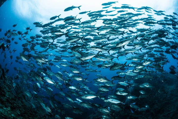 Una Escuela Bigeye Trevally — Foto de Stock