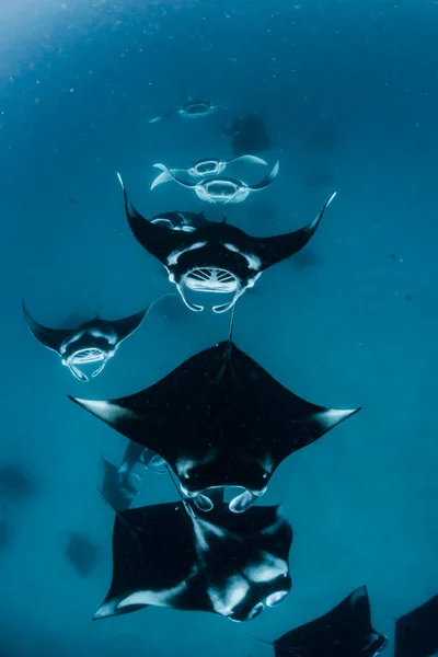 Manta Ray Malediven — Stockfoto