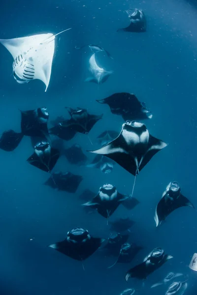 Manta Ray Malediven — Stockfoto