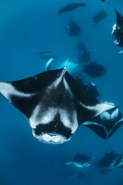 Manta Ray Maldivas — Foto de Stock