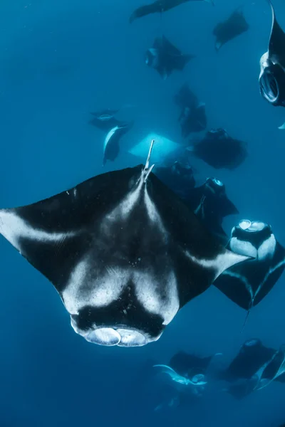 Manta Ray Maldivas — Foto de Stock