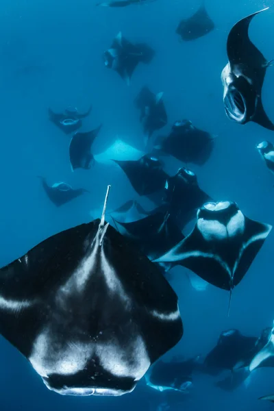 Manta Ray Maldivas — Foto de Stock