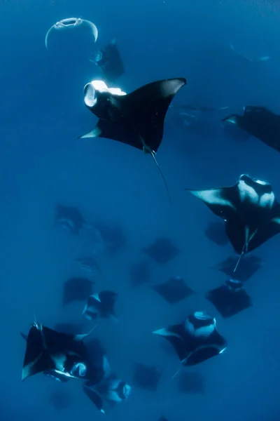 Manta Ray Maldivas — Foto de Stock