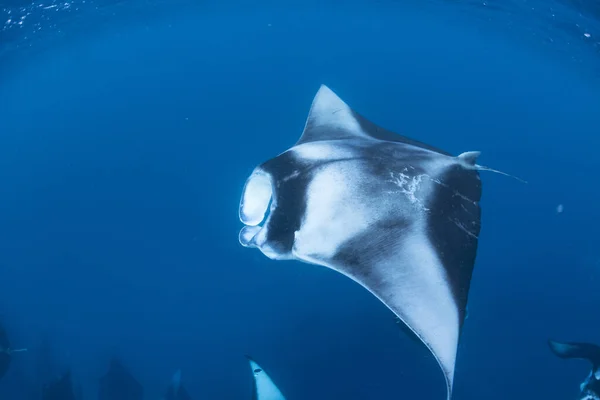 Manta Ray Malediven — Stockfoto