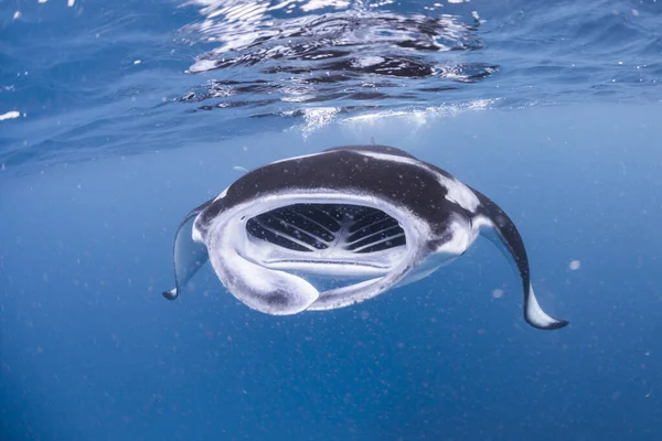 Manta Ray Maldivas — Foto de Stock