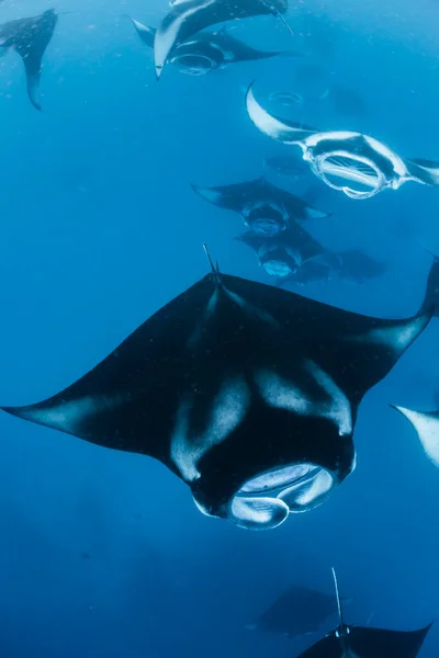 Manta Ray Maldivas — Foto de Stock