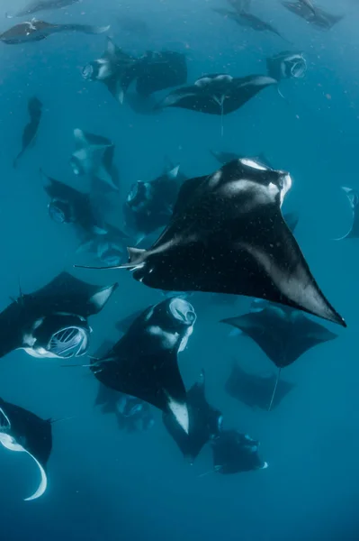 Manta Ray Maldivas — Foto de Stock