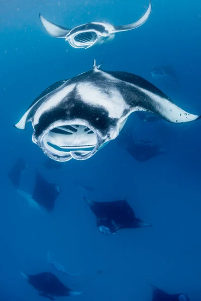 Manta Ray Maldivas — Foto de Stock