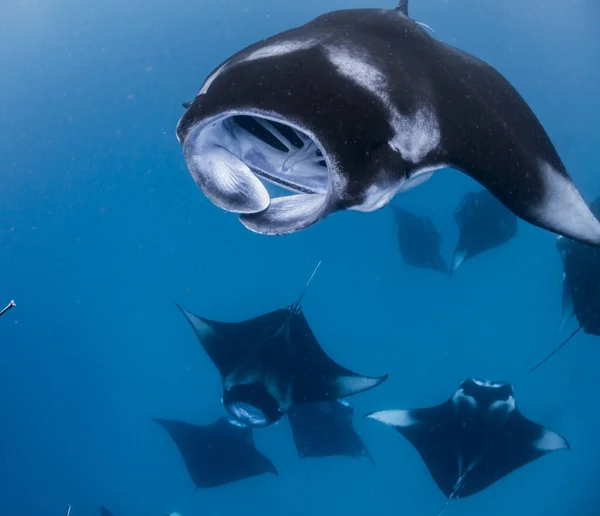 Manta Ray Maldivas — Foto de Stock