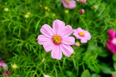 Bahçede tropik çiçekler.