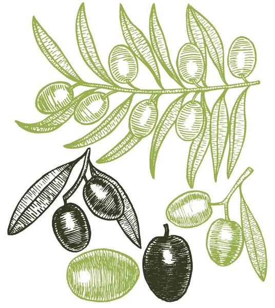 Aceitunas a mano dibujar croquis. Vector de — Archivo Imágenes Vectoriales