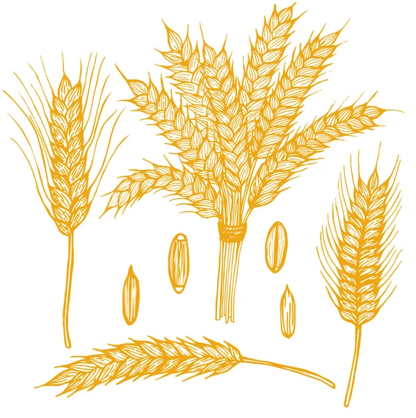 Kulakları el çizmek kroki. Vektör