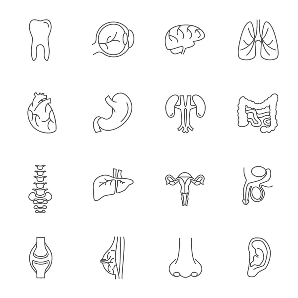 人体器官的细线图标集。矢量 — 图库矢量图片