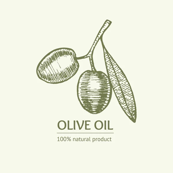Olive kézzel húz vázlat. Vektor — Stock Vector