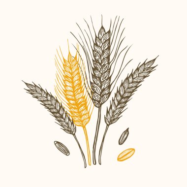 Kulakları el çizmek kroki seti. Vektör