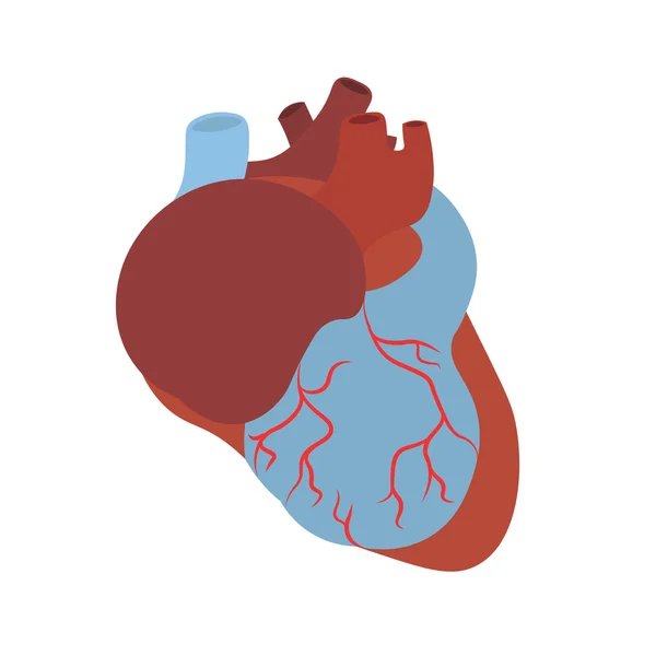 Anatomi insan kalbi. Vektör — Stok Vektör
