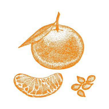 Mandalina el çizmek kroki. Vektör