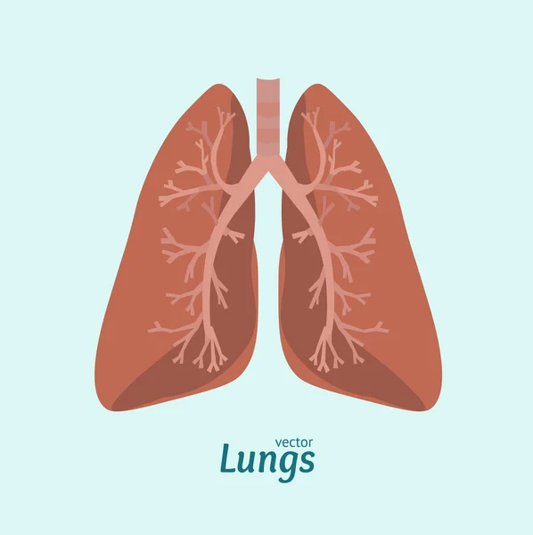 Human Lung anatomi Card. vektor — Stock vektor