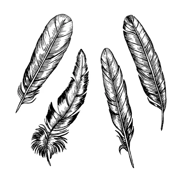 Feathers Set Hand Draw Sketch. Vector — Stock Vector