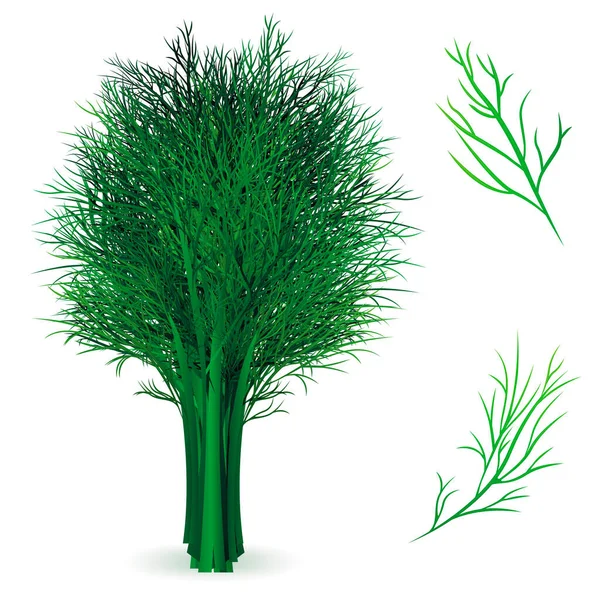 Gerçekçi Detaylı 3d Green Fresh Dill Set. Vektör — Stok Vektör