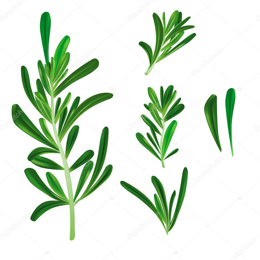 Realistic Detailed 3d Rosemary Culinary Herb Branch Set. Vector