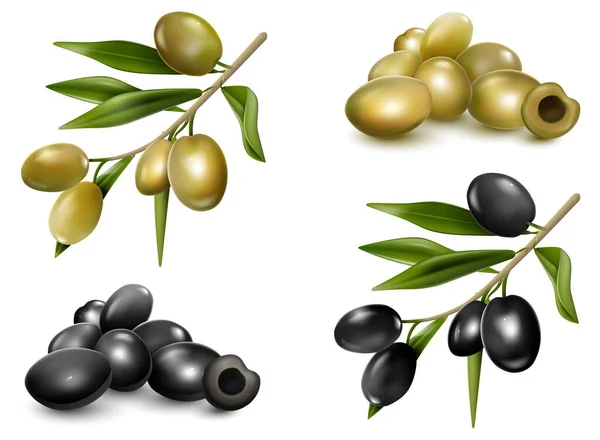Réaliste détaillée 3d différent Olive Branch Set. Vecteur — Image vectorielle