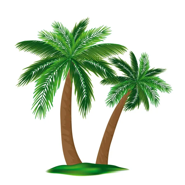 Ρεαλιστική Λεπτομερής 3D Palm Tree Set. Διάνυσμα — Διανυσματικό Αρχείο