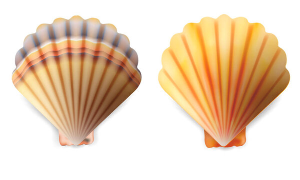 Refleic Detailed 3d Shell Set. Вектор