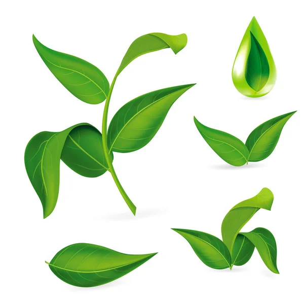 Réaliste détaillée 3d feuilles vertes différentes ensemble. Vecteur — Image vectorielle