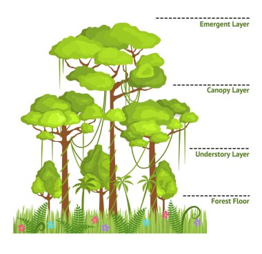 Bir Yağmur Ormanı Çizgi Filmi Renkli Tabelaları ve İsim Kavramsal Afiş Kartı. Vektör