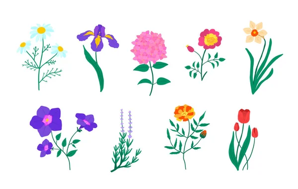 Мультфильм Цветной ботанический набор садовых цветочных растений. Вектор Векторная Графика