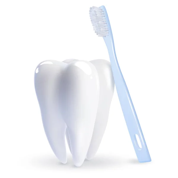 Ρεαλιστική Λεπτομερής 3d οδοντόβουρτσα και σετ δοντιού. Διάνυσμα — Διανυσματικό Αρχείο