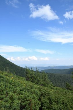 Karpat dağları, yeşil ve çiçekli dağ tepeleri. Gökyüzü güneşli ve beyaz bulutlu.