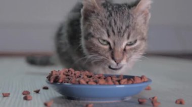 Yakın plan kedi kaseden yer. Evcil hayvanını besliyorsun. Kediler için kuru yiyecek. Evdeki mavi kaseden gelen doğal, organik yiyecekler..