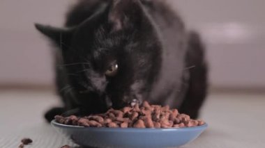 Yakın plan kedi kaseden yer. Evcil hayvanını besliyorsun. Kediler için kuru yiyecek. Evdeki mavi kaseden gelen doğal, organik yiyecekler..