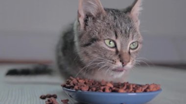 Yakın plan kedi kaseden yer. Evcil hayvanını besliyorsun. Kediler için kuru yiyecek. Evdeki mavi kaseden gelen doğal, organik yiyecekler..