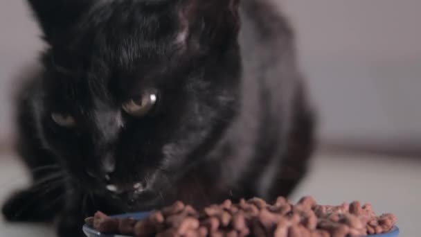 Zbliżenie Kot Jada Miski Karmię Twojego Zwierzaka Suche Jedzenie Dla — Wideo stockowe