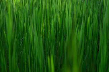 Çimenler. Taze yeşil çimenler ve çiy damlaları. Güneş. Yumuşak Odaklanma. Soyut Doğa Arkaplanı. Kapatın.