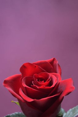 Sevgililer Günü tebrik kartı için arka plan. Sevgililer Günü konsepti. Kırmızı, güzel çiçek açan gül. Kapat.