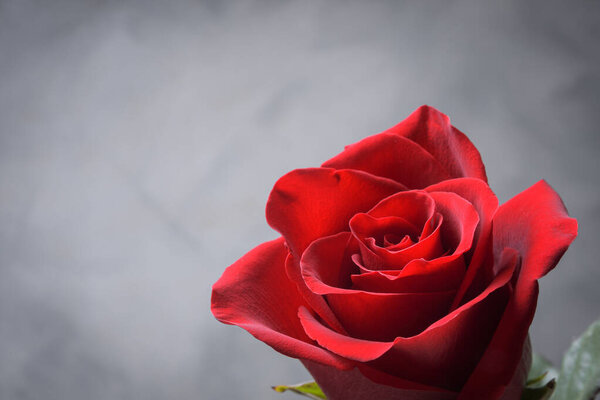 Background for Valentine's Day greeting card.Valentines day concept.Red, beautiful blooming rose. Close up